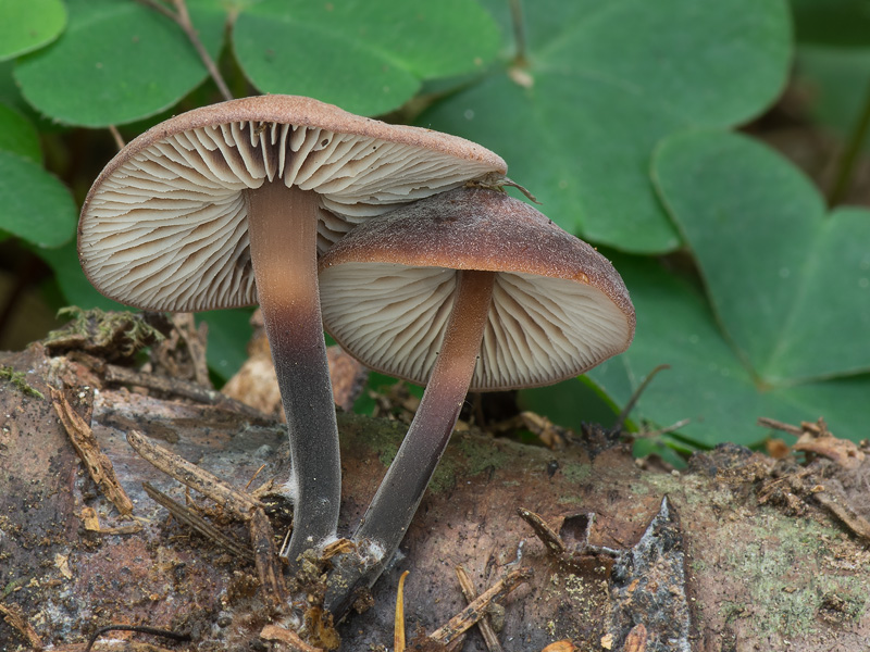 Gymnopus brassicolens